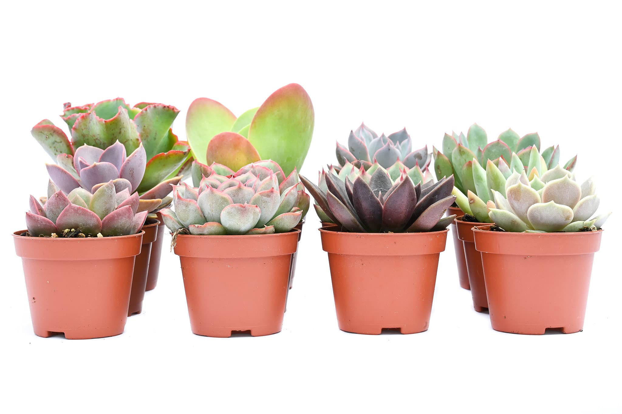 Succulents SucculentsII 2冊セット Amazon.com : Succulents Pack for Beginners | Set of 2/4/6/8